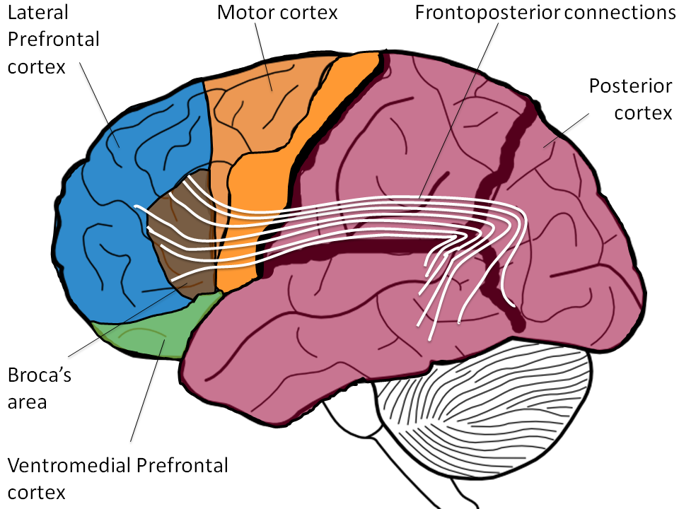 Language evolution is not limited to speech acquisition: a large study ...