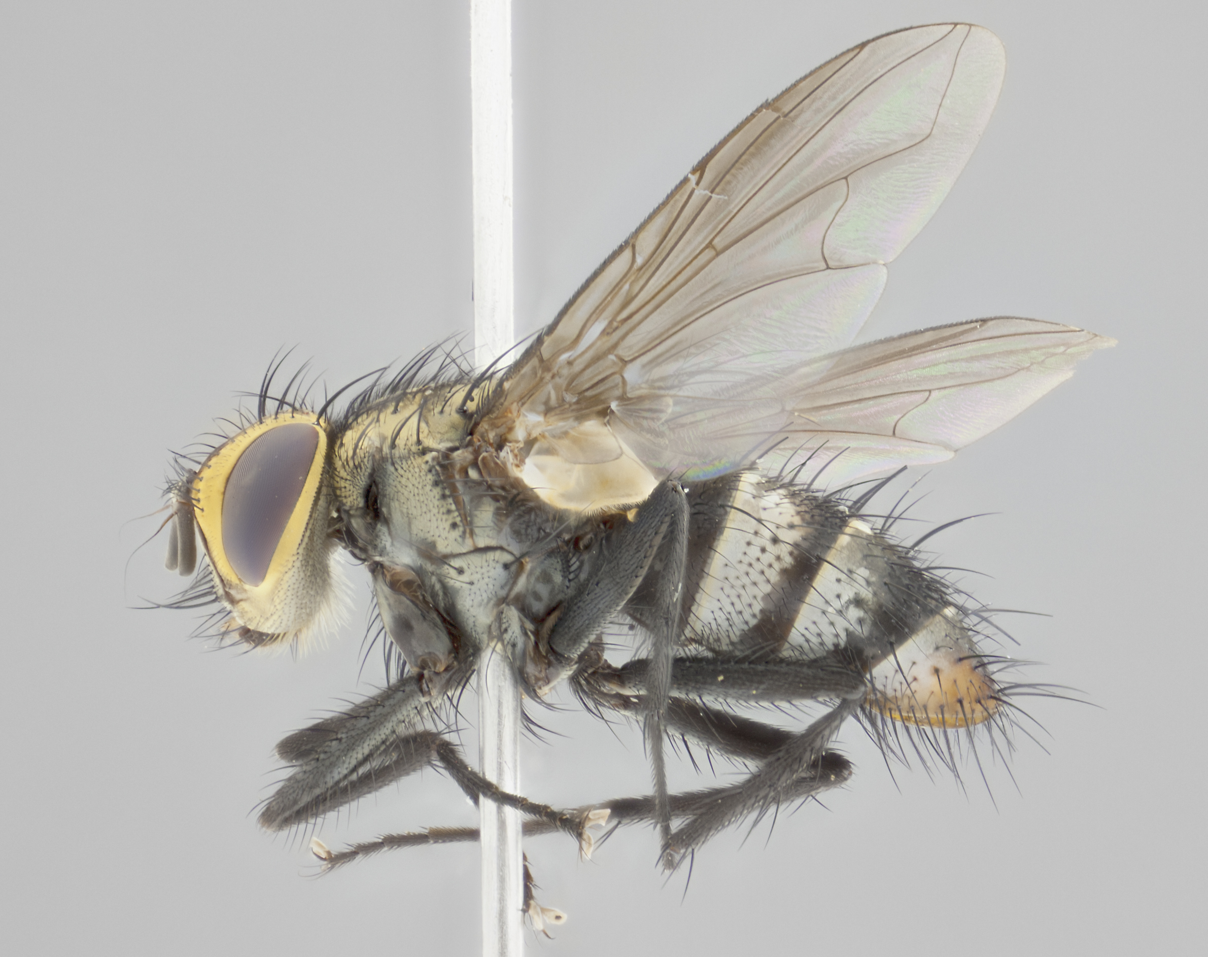 Five new species of Vibrissina Rondani (Diptera: Tachinidae) from Area ...