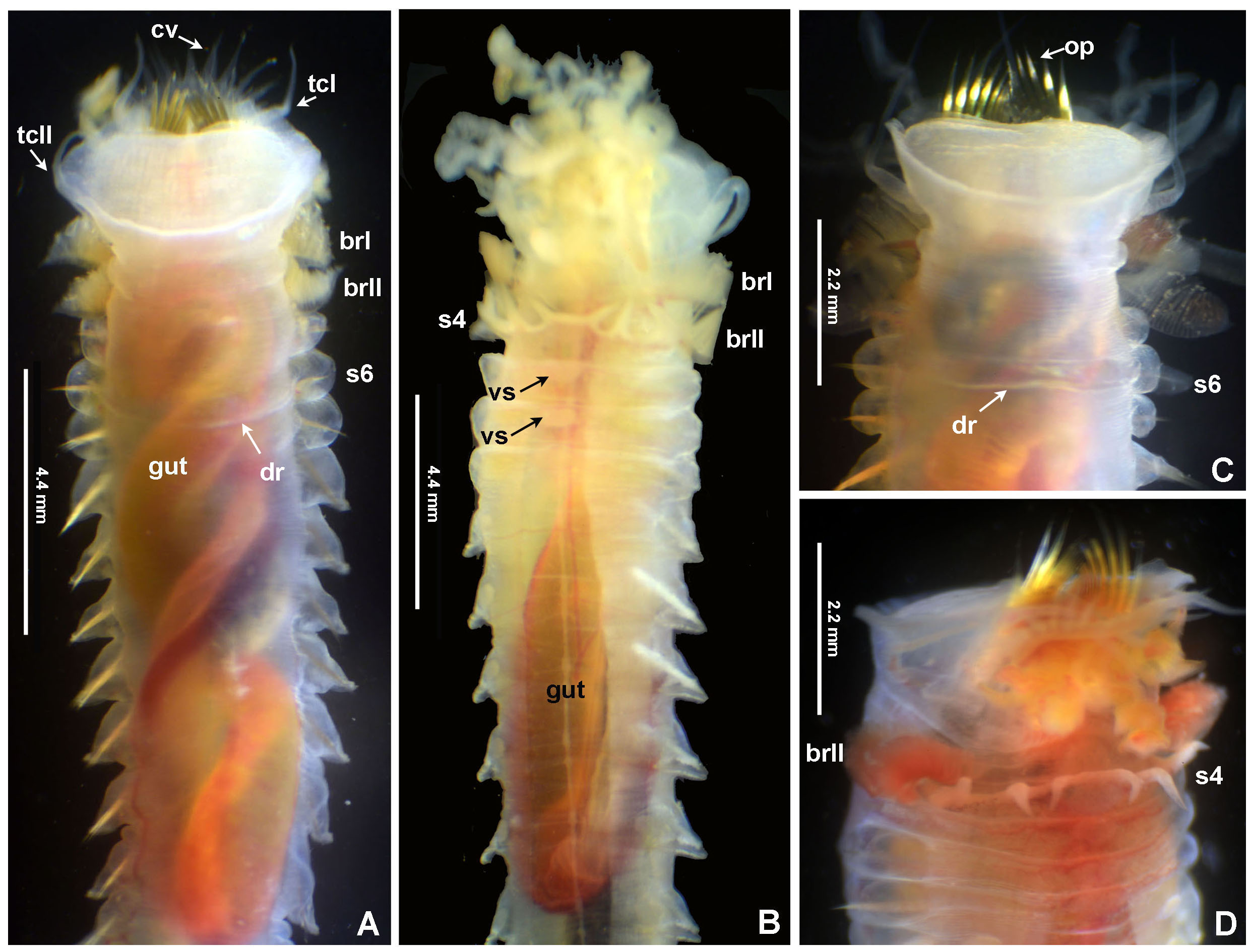 A new species of ice cream cone worm in the Gulf of California