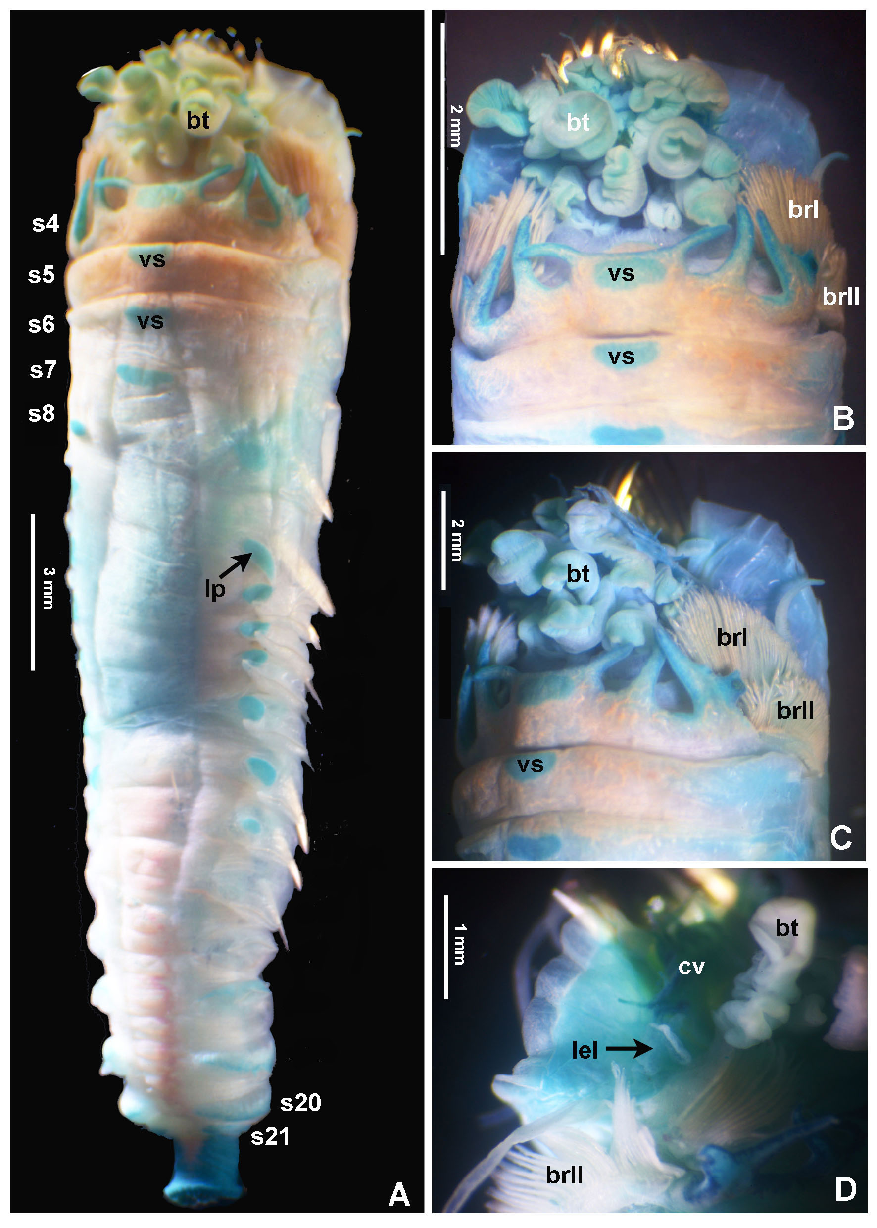 A new species of ice cream cone worm in the Gulf of California (Annelida, Pectinariidae)