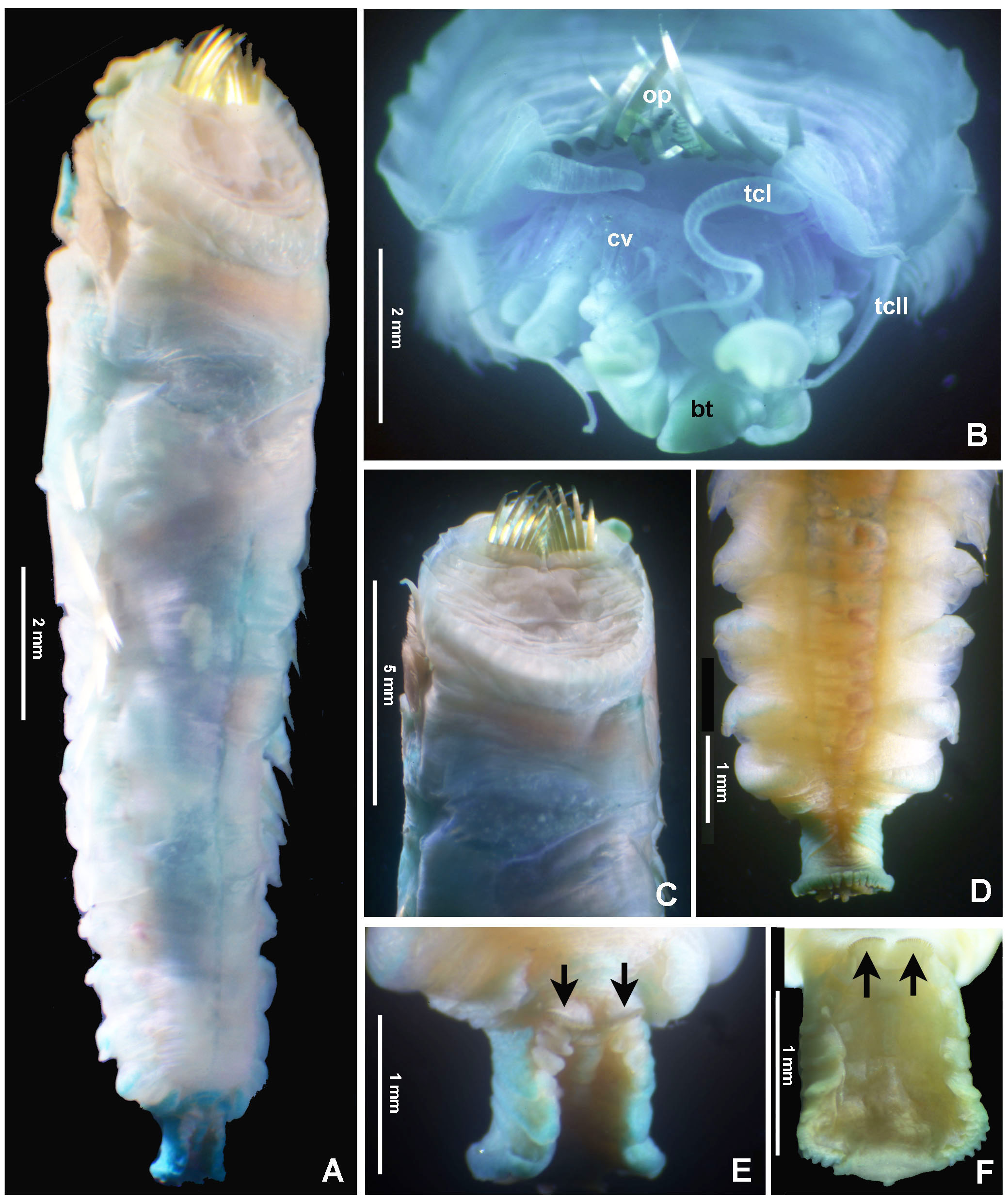 A new species of ice cream cone worm in the Gulf of California (Annelida, Pectinariidae)