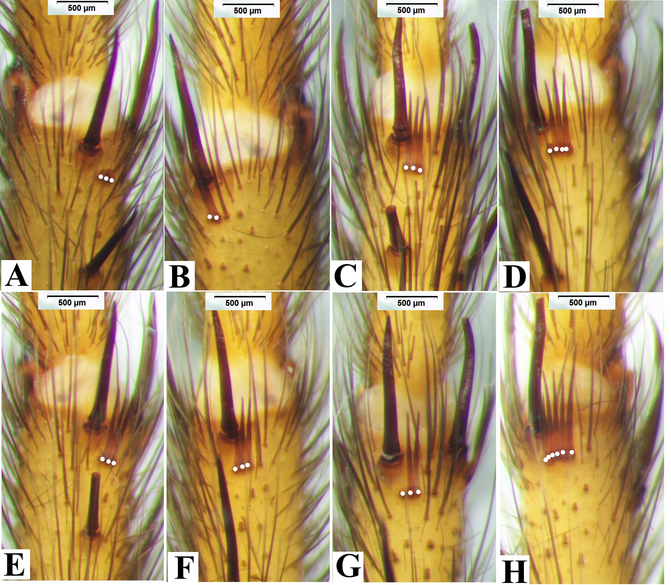 Two new species of the genus Macrothele Ausserer, 1871 (Araneae