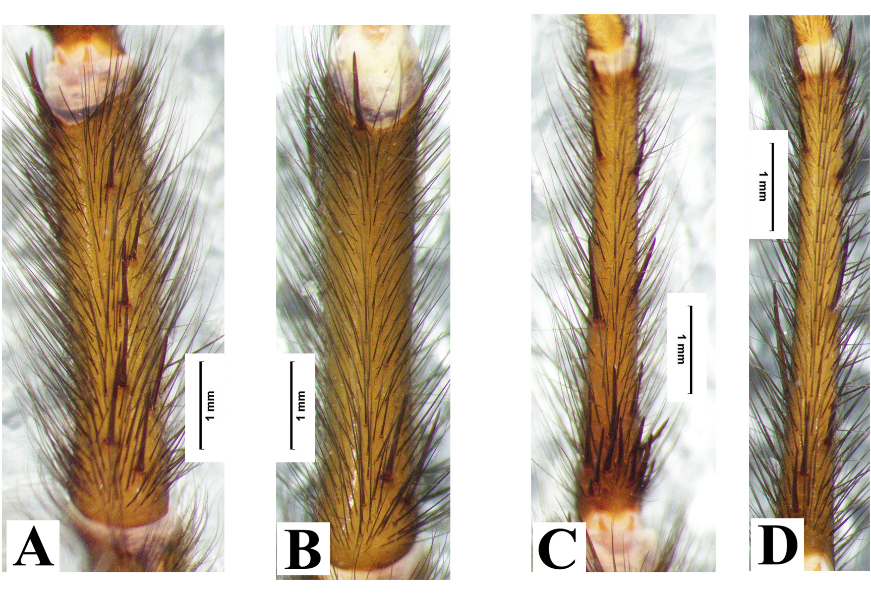 Two new species of the genus Macrothele Ausserer, 1871 (Araneae