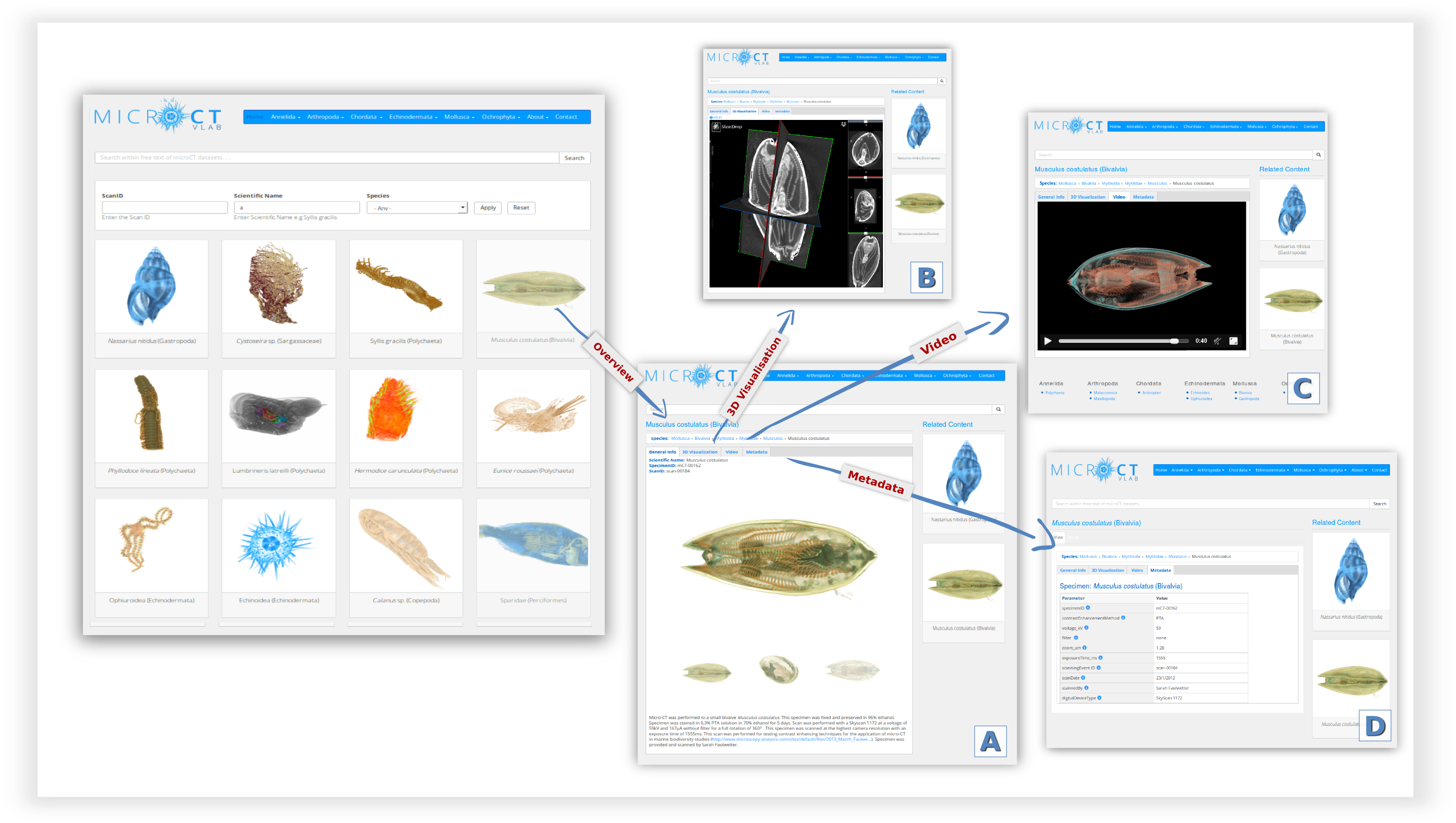 MicroCTvlab A web based virtual gallery of biological specimens using