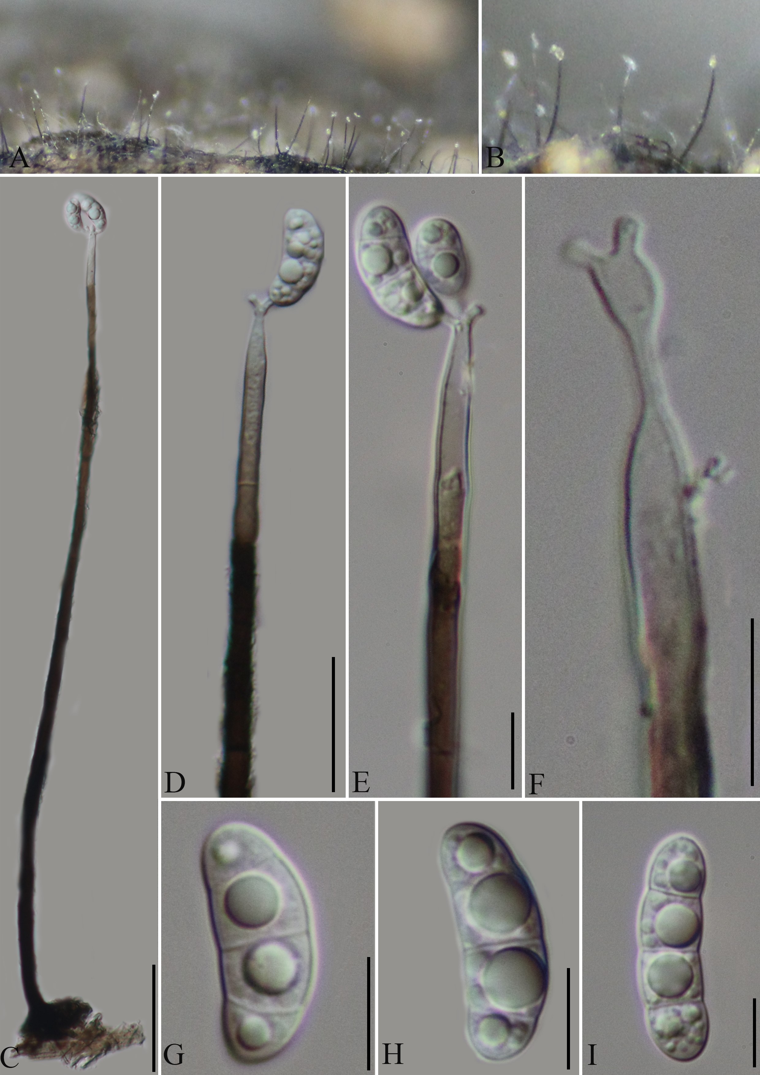 Additions to hyphomycetes from Yungui Plateau, China with three new ...