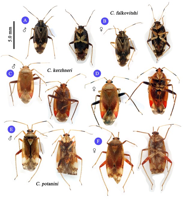 New record of Castanopsides falkovitshi Kerzhner from Korea ...