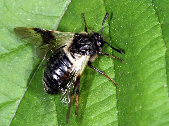Fauna Europaea: Hymenoptera – Symphyta & Ichneumonoidea