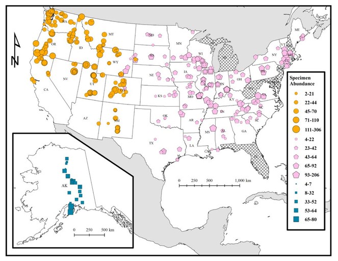 USBombus, a database of contemporary survey data for North American ...