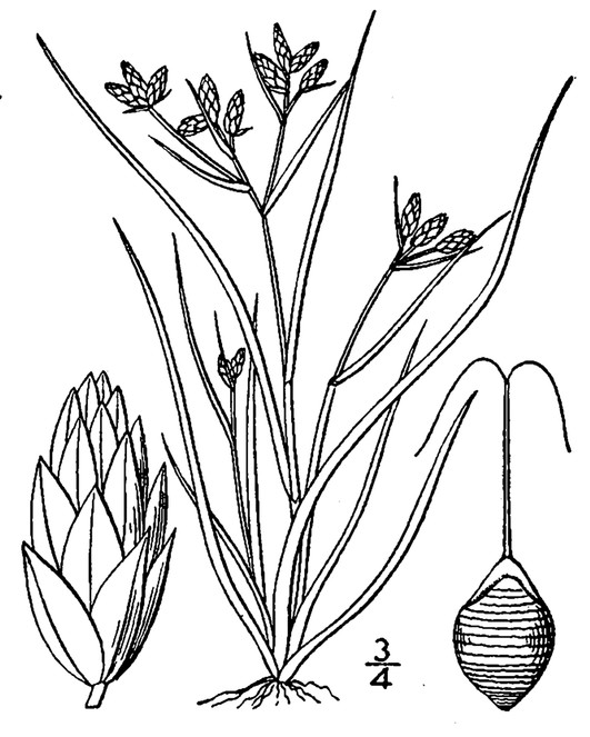 Guide to the littoral zone vascular flora of Carolina bay lakes (U.S.A.)