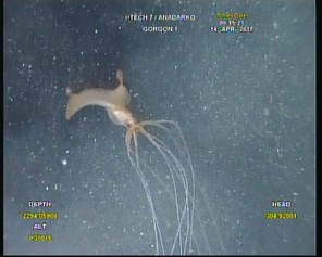 First Observations Of The Bigfin Squid Magnapinna Sp. In The Colombian 