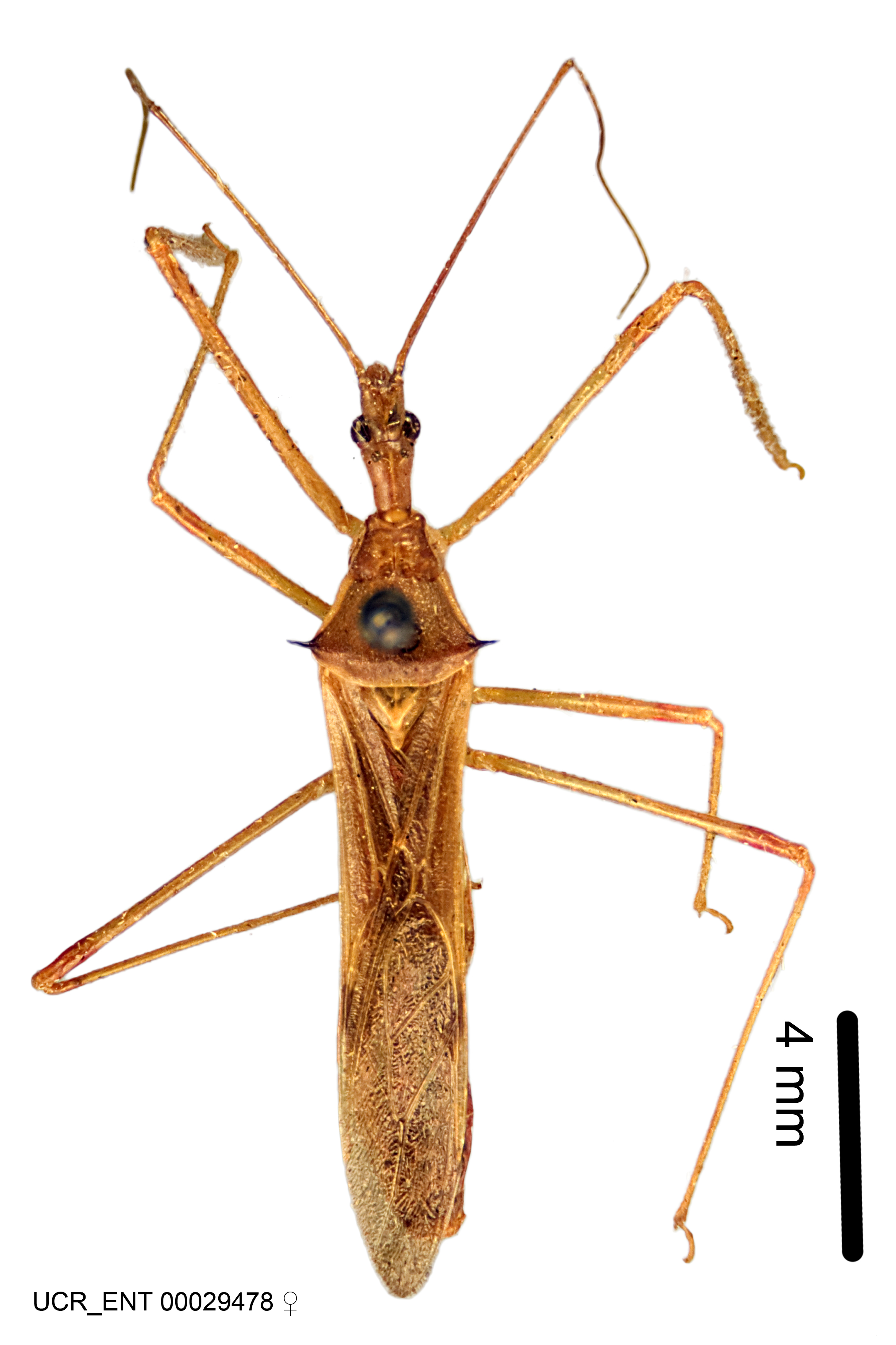 A taxonomic monograph of the assassin bug genus Zelus Fabricius 