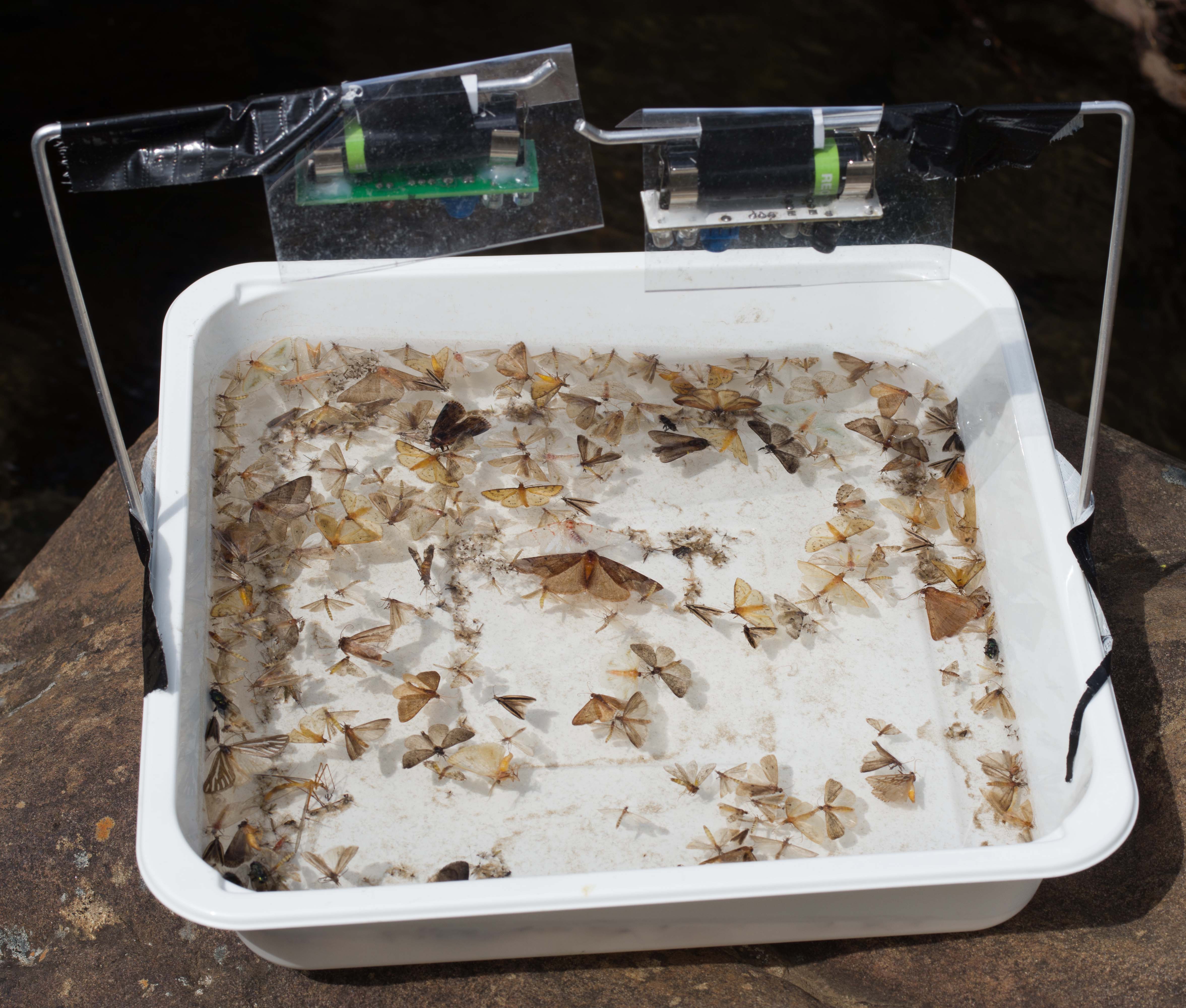 NightLife: A cheap, robust, LED based light trap for collecting aquatic  insects in remote areas