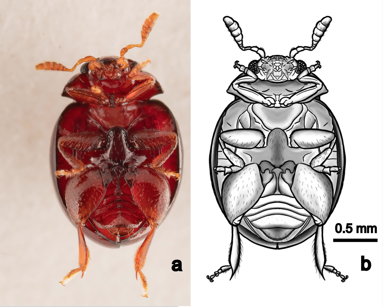 A New, Unusually Large, Clavicornaltica Scherer, 1974 Flea Beetle From ...