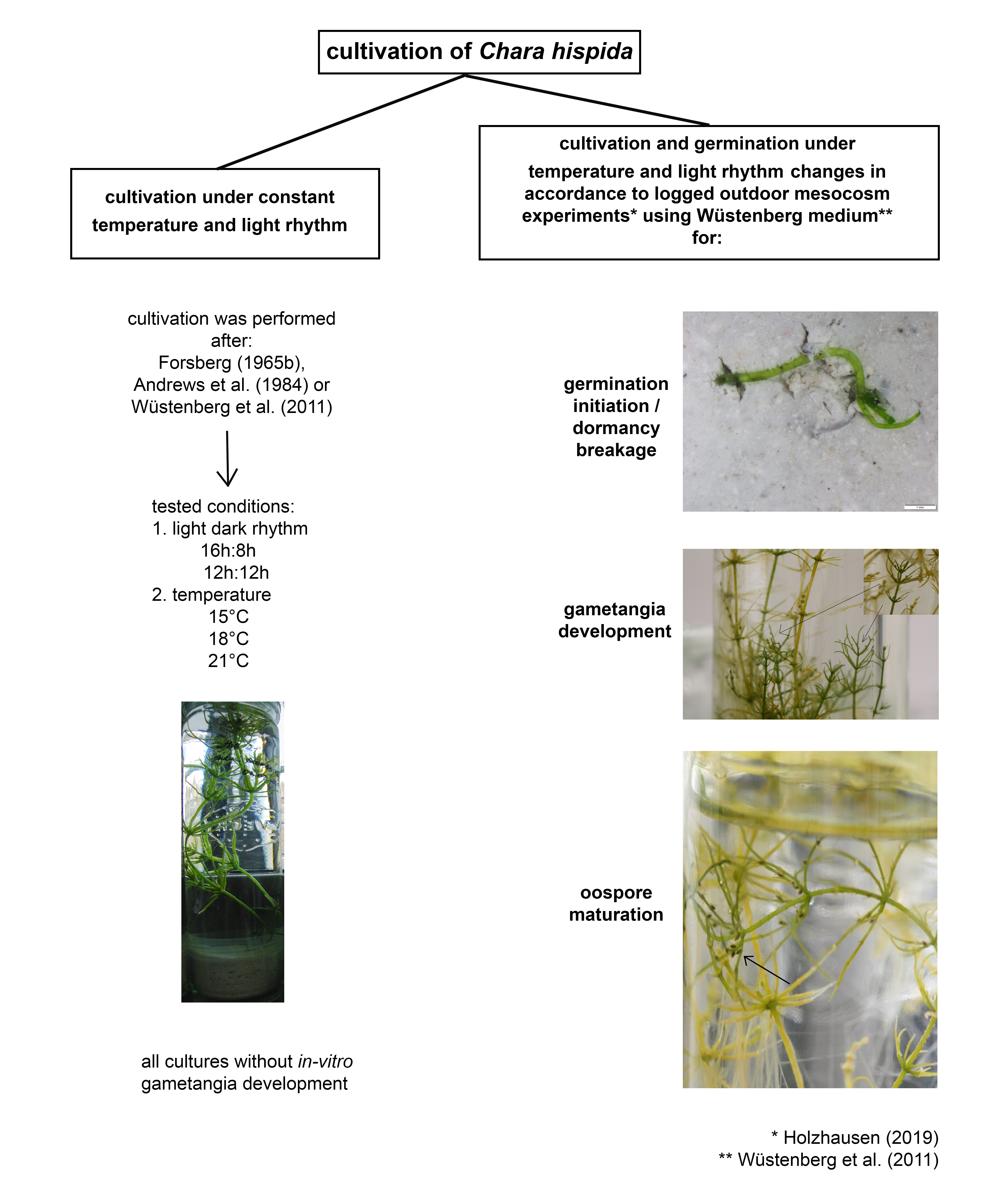 What we really know about the dormancy, reproduction, germination and ...